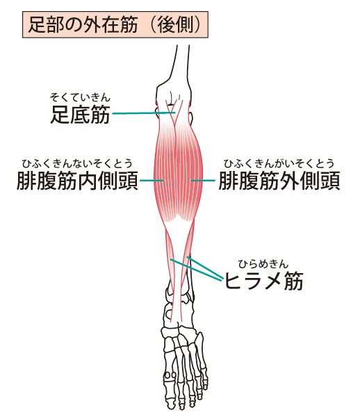 膝関節周辺の筋肉と神経の解説図