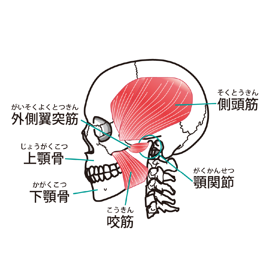 顎関節周囲の筋肉解説図